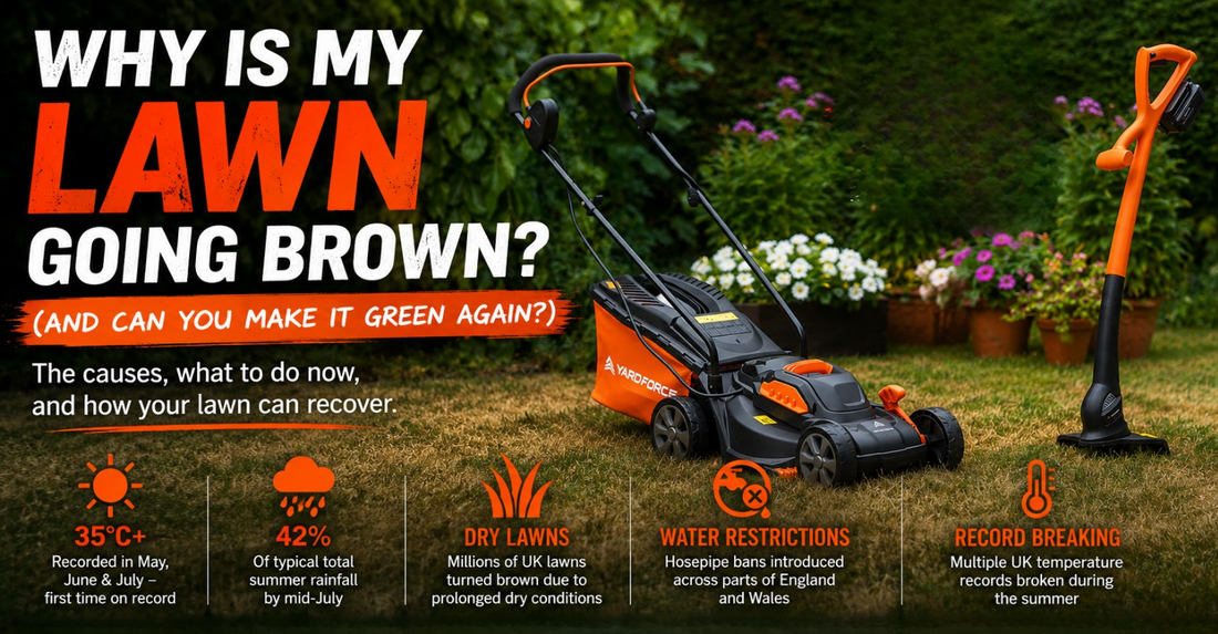 Why Is My Lawn Going Brown? (And Can You Make It Green Again?)